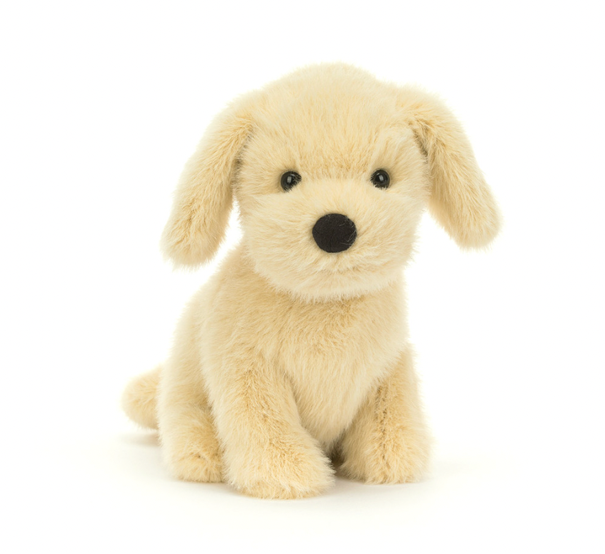golden puppy